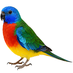 Scarlet-chested Parakeet